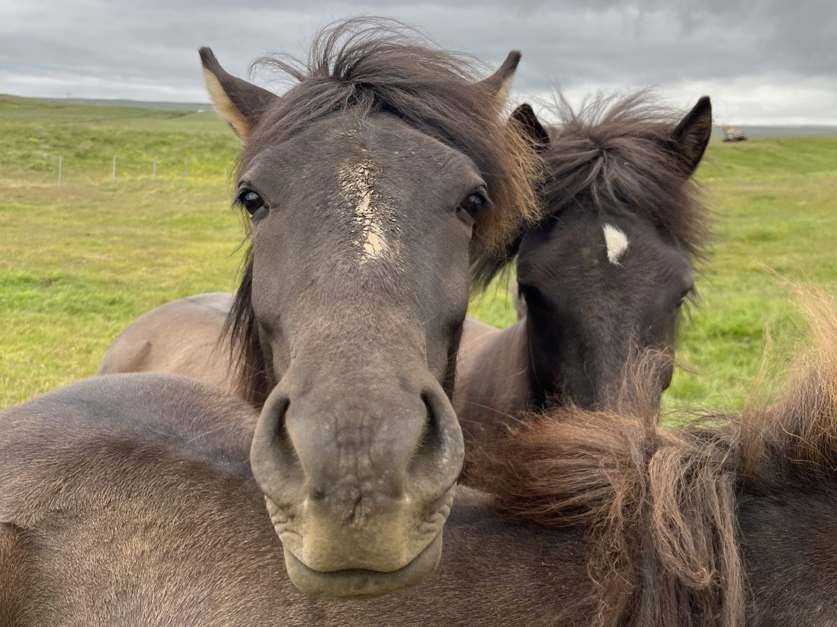 Les chevaux nordiques