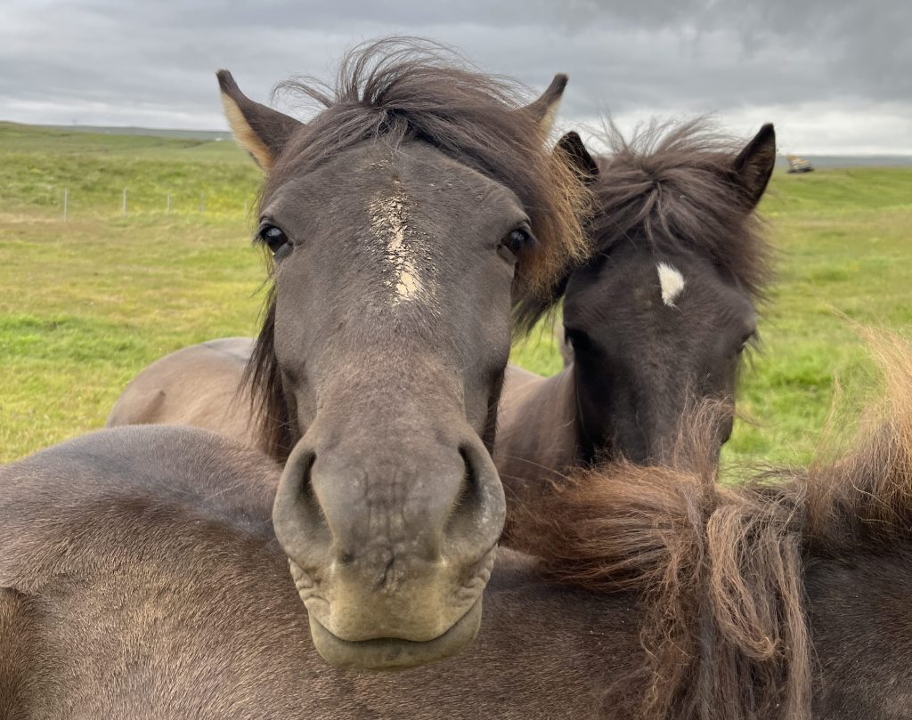 Les chevaux nordiques