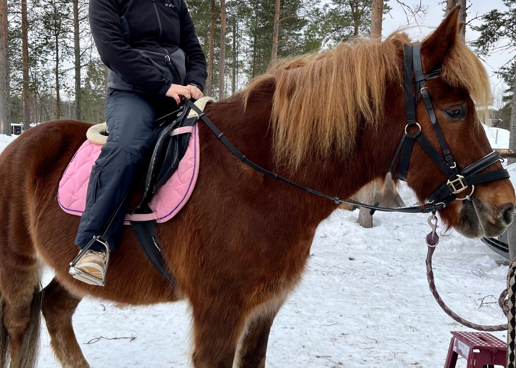 Les chevaux nordiques